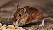 24 Hour & Emergency Exterminators in Sandy Springs, GA
